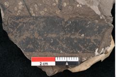 Foto (Detailansicht) von Apocynophyllum reussii Ettingshausen (NHMW-GEO-2024-0188-8007)